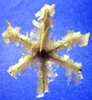 ** PLEASE DESCRIBE THIS IMAGE **